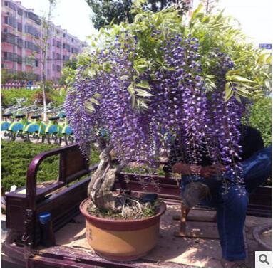 室外庭院紫藤树苗多花紫藤花树红枫攀援爬藤植物围墙盆栽紫藤萝苗图2
