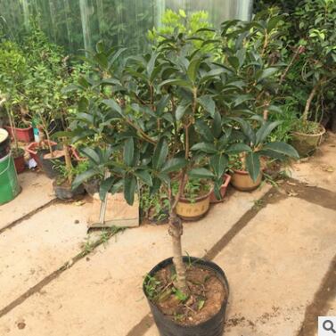 庭院别墅室外阳台桂花树苗嫁接桂树盆栽八月桂花月月开花桂花盆景图3