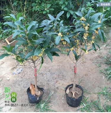 庭院别墅室外阳台桂花树苗嫁接桂树盆栽八月桂花月月开花桂花盆景图2