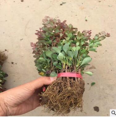 红叶小檗球小波行道树苗耐寒植物批发绿篱盆栽苗庭院彩叶绿化苗木图3