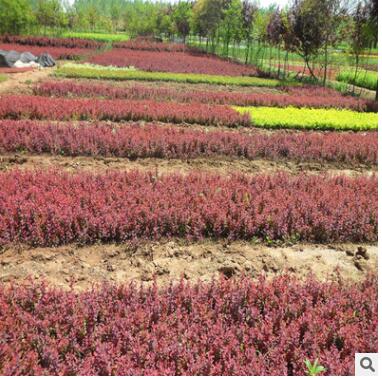 红叶小檗球小波行道树苗耐寒植物批发绿篱盆栽苗庭院彩叶绿化苗木图2