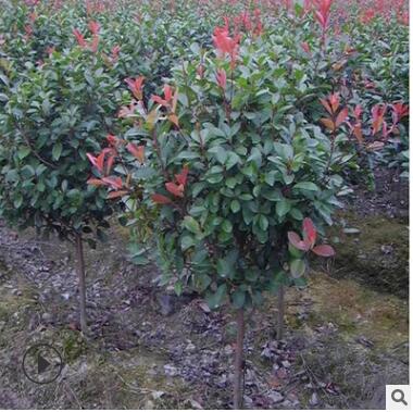 红叶石楠小苗庭院绿化苗木高杆树苗绿化植物绿色植物工程苗红罗宾图3