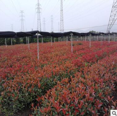 红叶石楠小苗庭院绿化苗木高杆树苗绿化植物绿色植物工程苗红罗宾图2