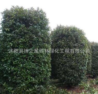 红叶石楠柱批发园林精品盆景灌木花卉绿化苗木高杆红叶石楠苗
