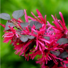 红花檵木胸径5-50 绿化苗木