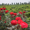 长恩园艺直供 精品玫瑰 品类齐全量大从优