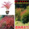 南天竹苗红天竹 南天竹苗 红天竹苗南天竺绿化苗批发