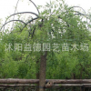 垂槐绿化工程苗木批发 垂槐树苗 龙爪槐苗 规格齐全 园林道路绿化