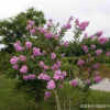 花卉种子 优质紫薇种子 当年新采 发芽率高 种子批发 量大优惠