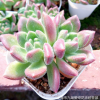 多肉植物批发 红唇 状态好 漳州大棚直销
