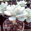 多肉植物 白牡丹老桩 景天科 品相好 一件代发 大量批发