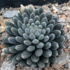 多肉植物批发 滇石莲单头双头混发 4-5公分 石莲多肉植物