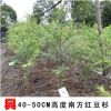 【兴梅】40cm南方红豆杉果树苗木庭院绿化植物常绿新品种盆栽盆景