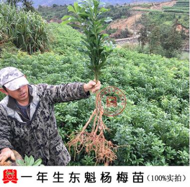 嫁接一年生东魁杨梅果树苗 杨梅树 南方种植产地直销东魁杨梅苗