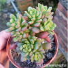 多肉植物批发 塔洛克多头群生 3头以上 品相好 漳州大棚直销
