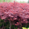 基地出售优质彩叶树，红枫，日本红枫，规格3-15，量大优惠