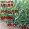 沃柑苗 嫁接沃柑树苗 沃柑橘苗晚熟柑橘 基地直销 脱毒沃柑苗