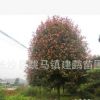 批发绿化苗木红叶石楠树 绿化工程高杆红叶石楠 花卉苗木规格齐全