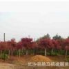 批发红枫 园林彩叶绿化苗木 美国红枫 秋火焰红枫树苗