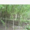 批发供应垂柳树 5/6/8/10公分根系发达 绿化苗木成活率高