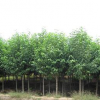 产地直销绿化精品树种乐昌含笑