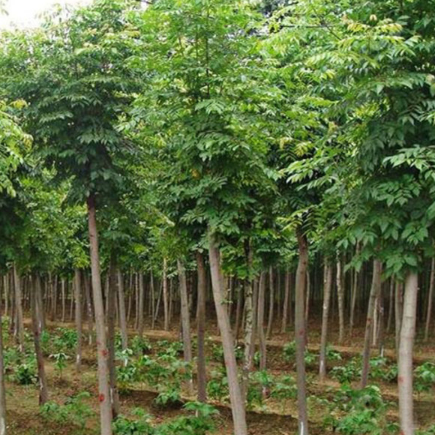 种植基地直销 各种规格栾树 品质优 成活率高 价格合理