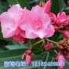 直销夹竹桃树苗 庭院观花植物 工程绿化苗木夹竹桃苗 夹竹桃