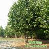 供应工程园林绿化速生法桐树苗 观叶绿植园林苗木行道法桐树