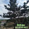 绿化苗种植基地畅销各种造型景松 合理价供应盆栽地栽造型景松