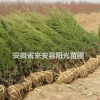 蜀桧、龙柏、红叶石楠