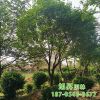 优质金银木苗圃直销 适应性强 庭院景观绿化丁香 欢迎实地考察