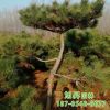 基地长期种植出售油松 自产直销油松绿化工程造型优美 油松树