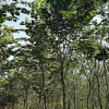 巨紫荆 鄢陵豪绿园林基地销各种规格巨紫荆 价格优惠