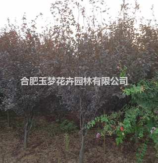 安徽合肥长丰县红叶李3-15cm大量供应