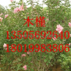 木槿