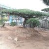 造型景松大量出售 人工挖球景松成活高 自家种植景松价格 合理