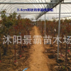 批发树状月季 嫁接月季花 树桩月季花 3年苗 绿化苗木 1.5cm粗度