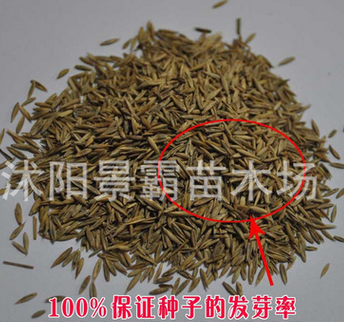 批发高羊茅草坪草籽 高羊茅种子 别墅草种 草坪种子 发芽率高