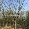 长期提供朴树 朴树树木 丛生朴树 质优价廉