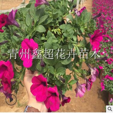 盆栽垂吊矮牵牛 北方草花种苗基地 垂吊矮牵牛