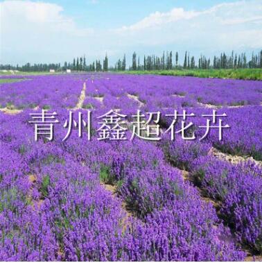 大型花海景观建设 薰衣草 马鞭草