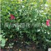 藤本植物 普通蔷薇 多花蔷薇 月季花苗供应 品种丰富质量优