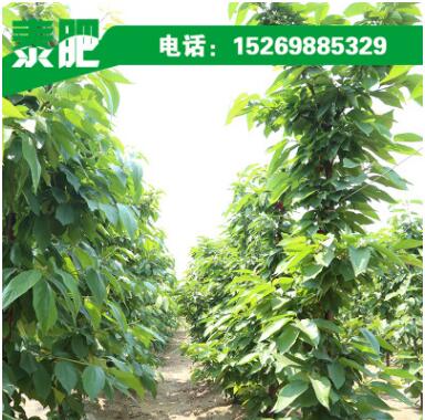 矮化吉塞拉樱桃树直销 早果丰产吉塞拉樱桃树 品种优质