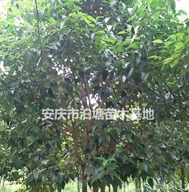 多分支丛生女贞，安徽丛生女贞供应