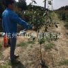 红叶石楠篱笆苗  四季常青 庭院 绿化 苗木 苗圃
