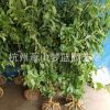 木绣球 木本绣球 1-10公分 庭院 花境 绿化 工程 用苗 萧山直销