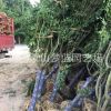 鸡爪槭 灌木 乔木 道路行道树 树木 园林 苗圃 萧山苗木