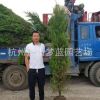 塔柏 桧柏 品种 规格 齐全 造型好 精品苗 苗圃
