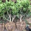 无齿枸骨球 30-250公分都有 土球好 冠幅好 精品球 园林 绿化苗