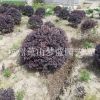 红花继木球  观叶 观花 观造型 精品苗 园林绿化